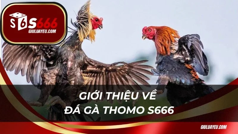 Đá Gà Thomo S666 Giới thiệu về đá gà Thomo S666