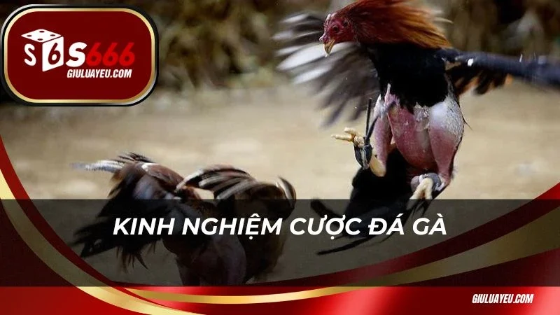 Đá gà campuchia S666 Kinh nghiệm cược đá gà