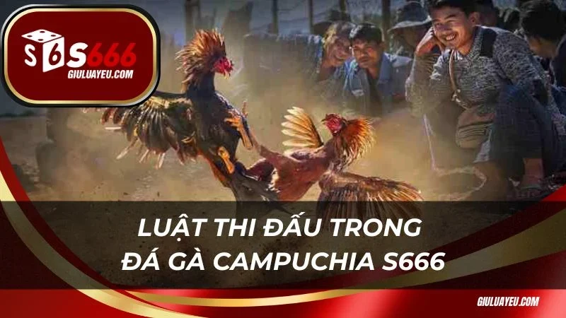 Đá gà campuchia S666 Luật thi đấu trong đá gà Campuchia S666