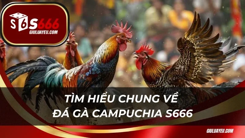 Đá gà campuchia S666 Tìm hiểu chung về đá gà Campuchia S666