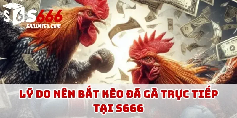 Lý do nên bắt kèo đá gà trực tiếp tại S666